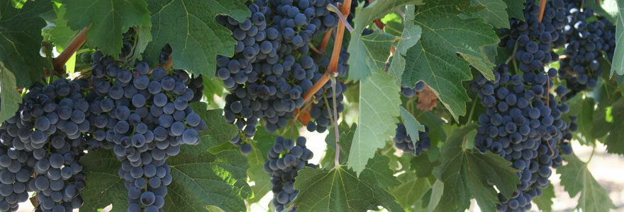 Groupement foncier viticole